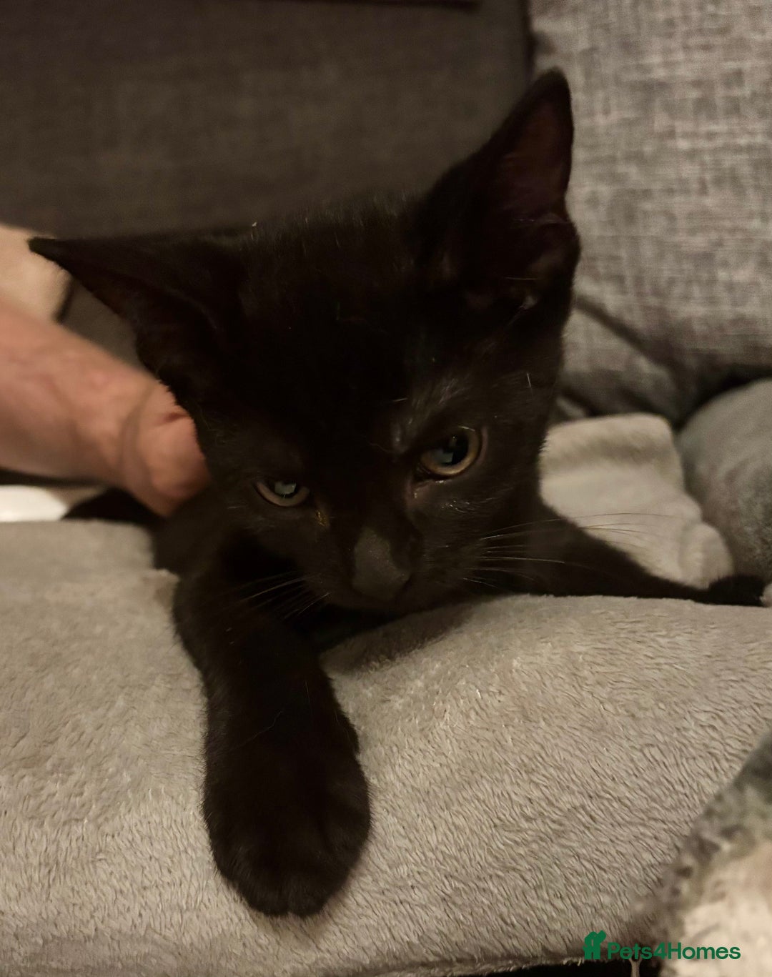 Domestic Shorthair cats for sale: 2 Female Kittens  - Image 24