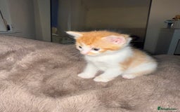Domestic Shorthair cats for sale: Kittens  - Image 5
