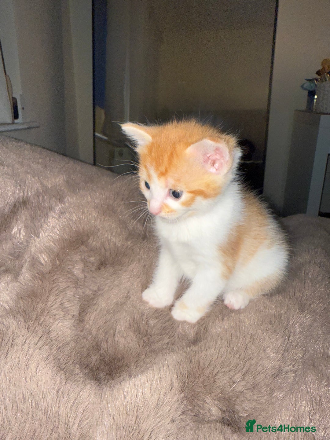 Domestic Shorthair cats for sale: Kittens  - Image 5