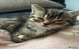 Ragdoll cats for sale: Ragdoll mix kittens - Image 9