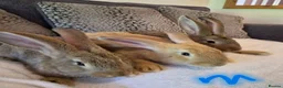 Continental Giant rabbits for sale: Continental giant rabbits (males) in Saltash - Advert 3