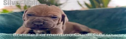Cane Corso dogs for sale: Cane corso - Advert 7