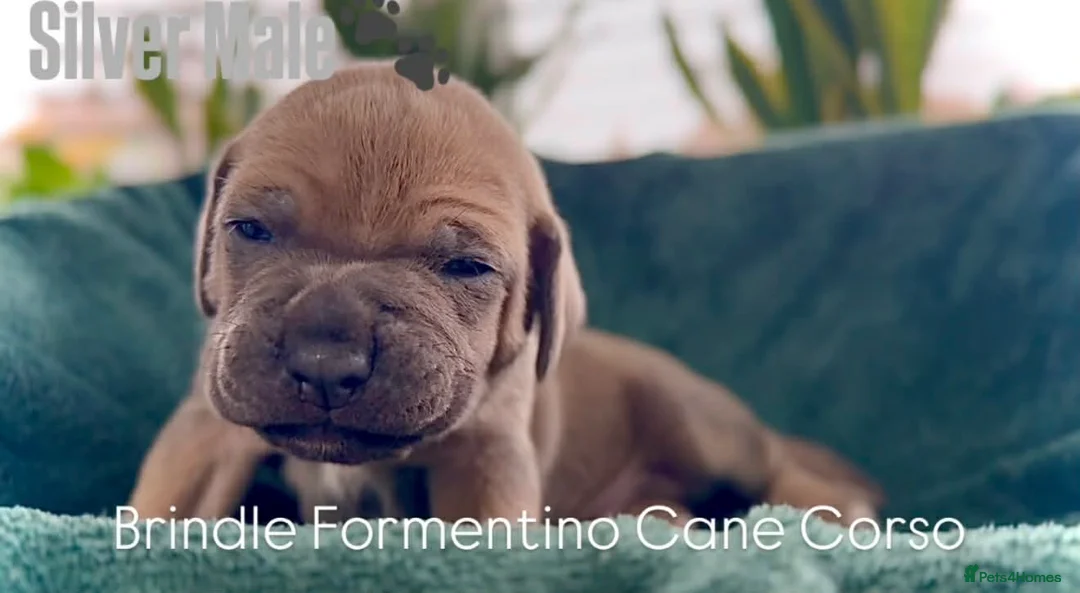 Cane Corso dogs for sale: Cane corso - Advert 7