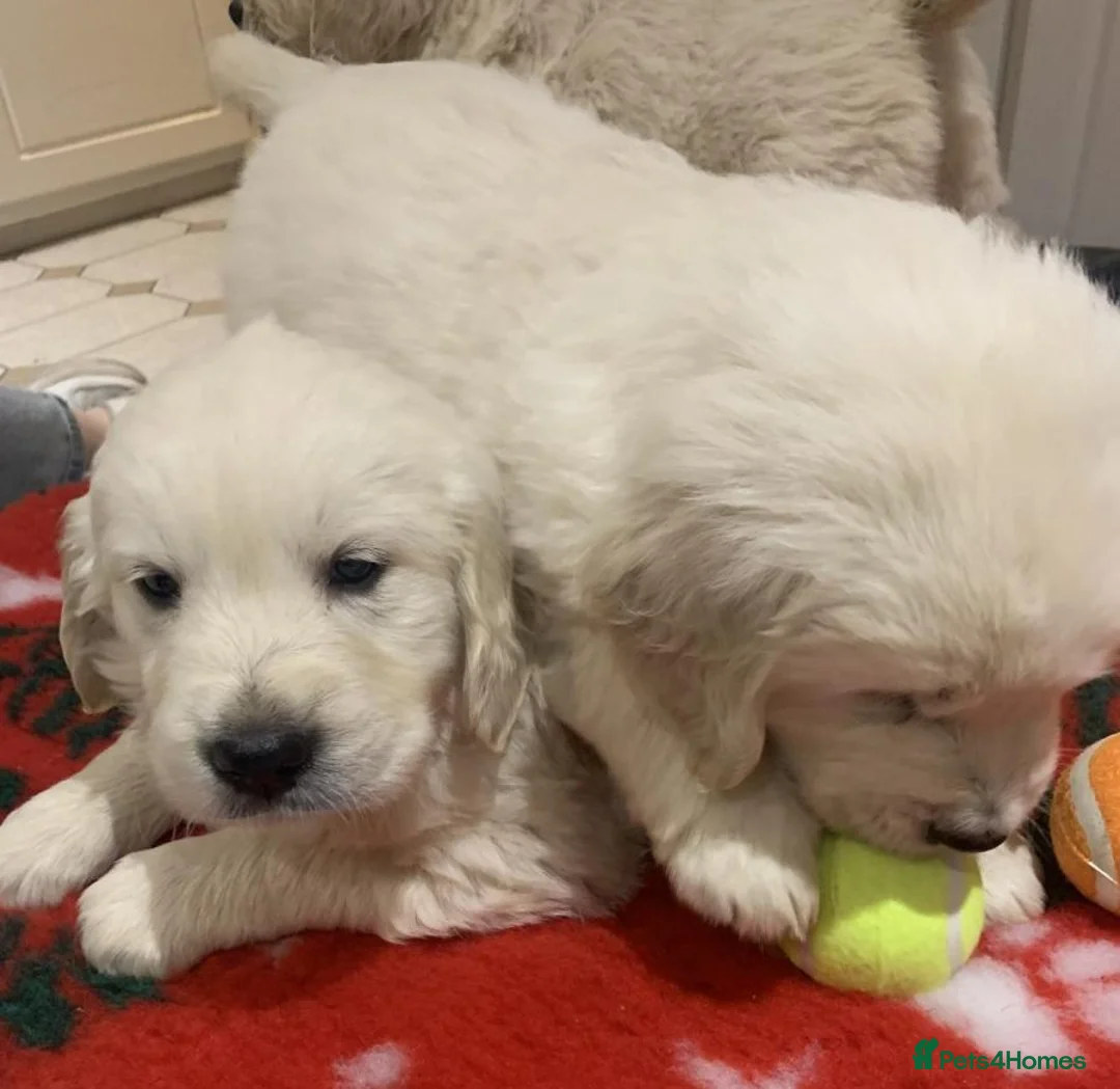 Golden Retriever dogs for sale: ADORABLE CREAM GOLDEN RETRIEVER PUPPIES £1495 in Baldock - Advert 2