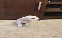 Mixed Breed dogs for sale: Miniature dachshund x French bulldog - Image 1