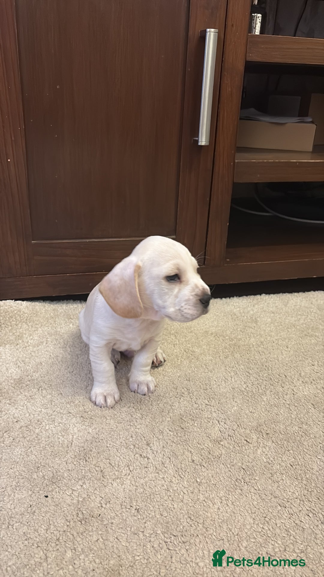 Mixed Breed dogs for sale: Miniature dachshund x French bulldog - Image 1