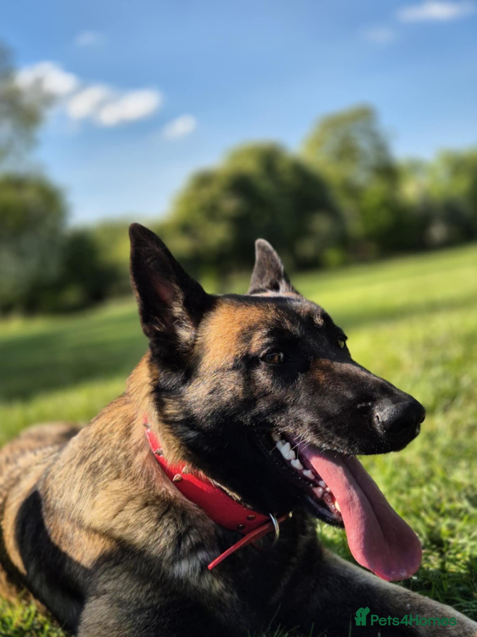 Mixed Breed dogs Malinois x German Shepherd  - Advert 1