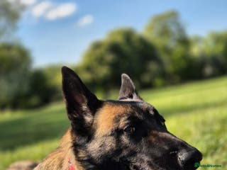 Mixed Breed dogs Malinois x German Shepherd - Advert 12