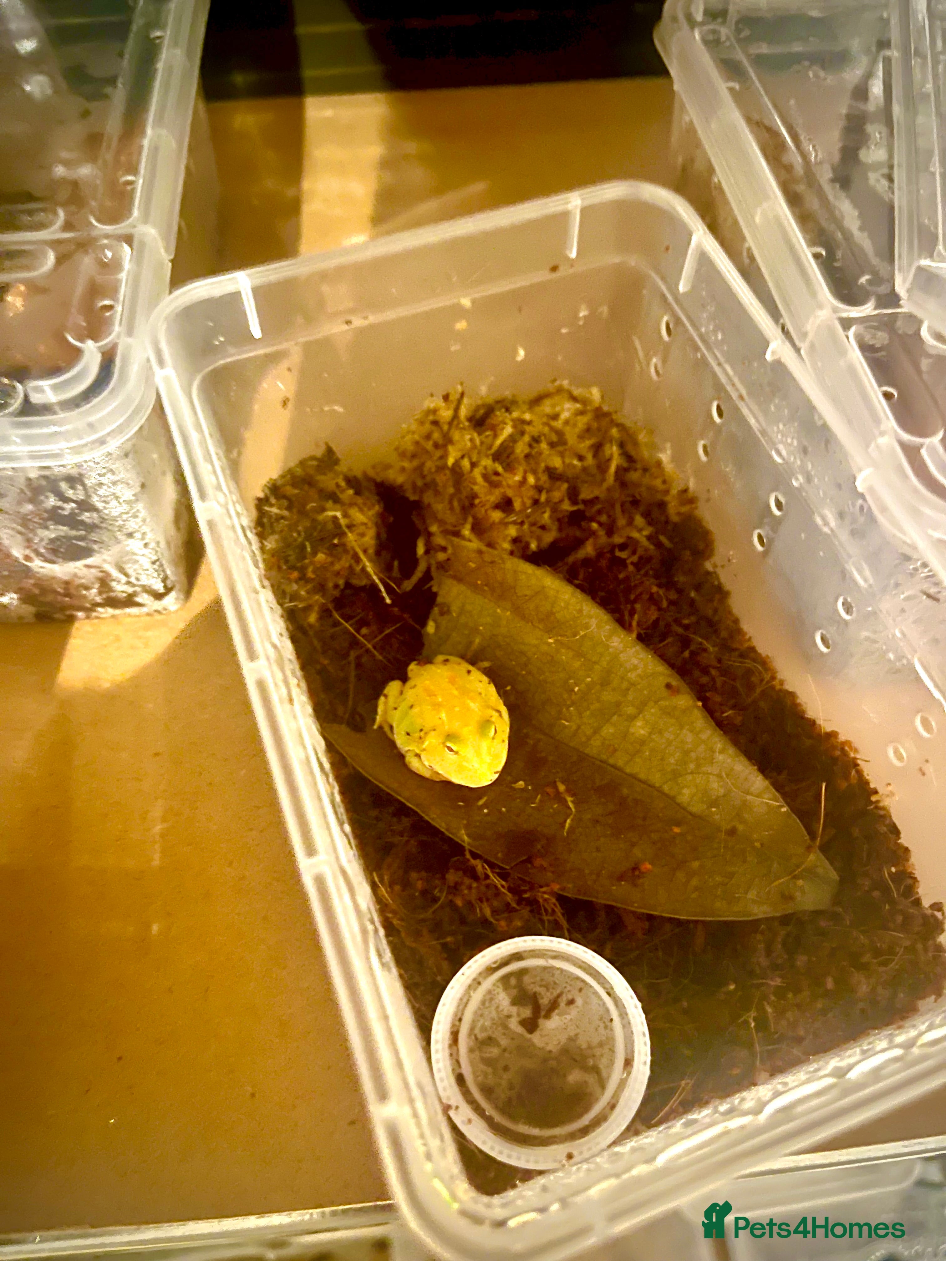 Frog reptiles Baby PAC Man frogs - Advert 6