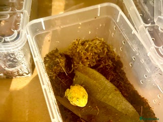 Frog reptiles Baby PAC Man frogs - Advert 6