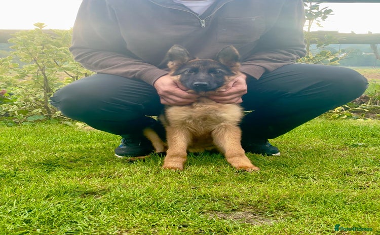 German Shepherd dogs - Advert 2