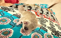 Mouse rodents for sale: African Pygmy mice  - Image 1