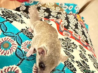 Mouse rodents African Pygmy mice - Advert 2