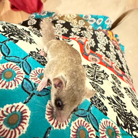 Mouse rodents - Advert 2