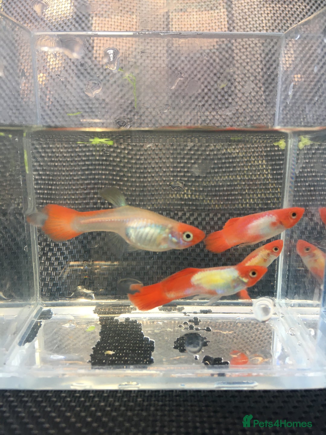 Live Bearers fish for sale: Blue grass /platinum white / panda/ koi guppies  - Image 3