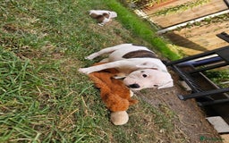 Staffordshire Bull Terrier dogs for sale: 🐾 Beautiful Staffordshire Bull Terrier Puppies 🐾 - Image 17
