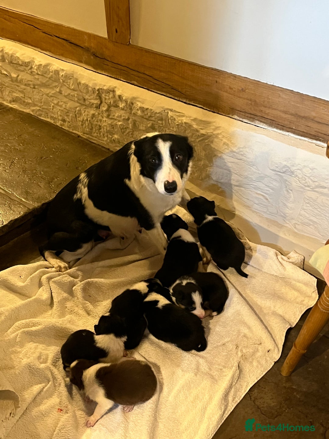 Border Collie dogs for sale: Border collie puppies for sale.  - Advert 2