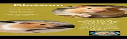 Hamster rodents for sale: Hamsters for adoption  - Advert 4