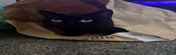 Mixed Breed cats for sale: 2 cats for sale  in Liverpool - Advert 9