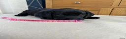 Labrador Retriever dogs for sale: KC registered pedigree black Labradors  - Advert 12