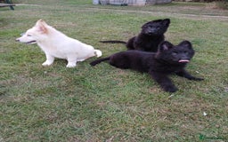 German Shepherd dogs for sale: Ready Now Beautiful Big Long Coated GSD Puppies - Image 5