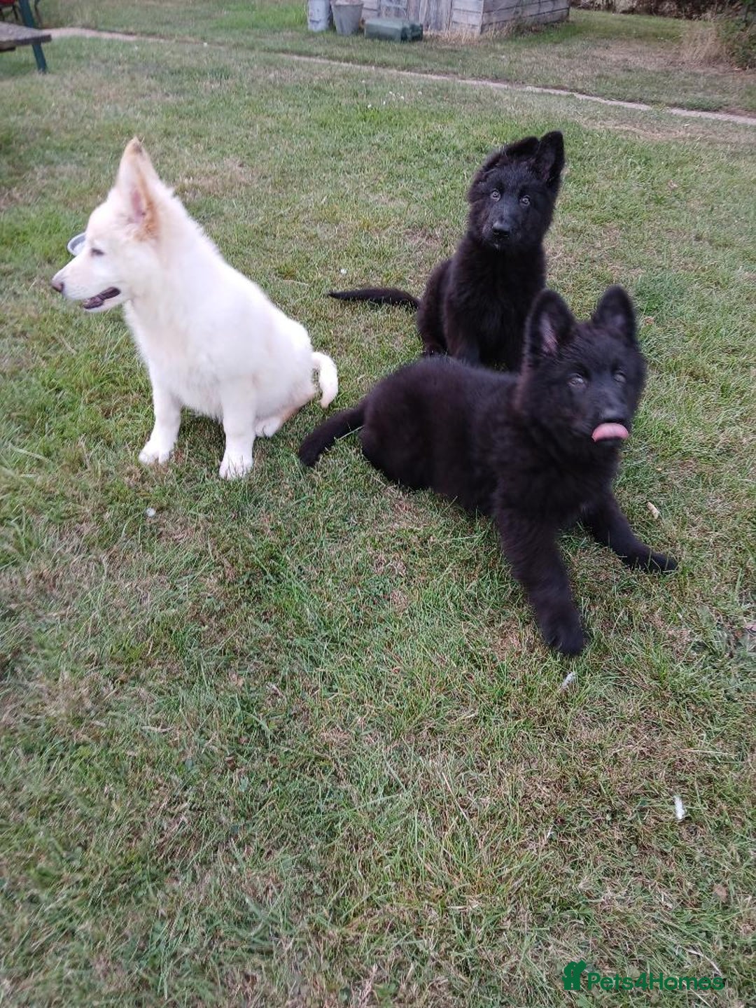 German Shepherd dogs for sale: Ready Now Beautiful Big Long Coated GSD Puppies - Image 5