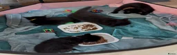 Maine Coon cats for sale: Maine coon (half) kittens  - Advert 6