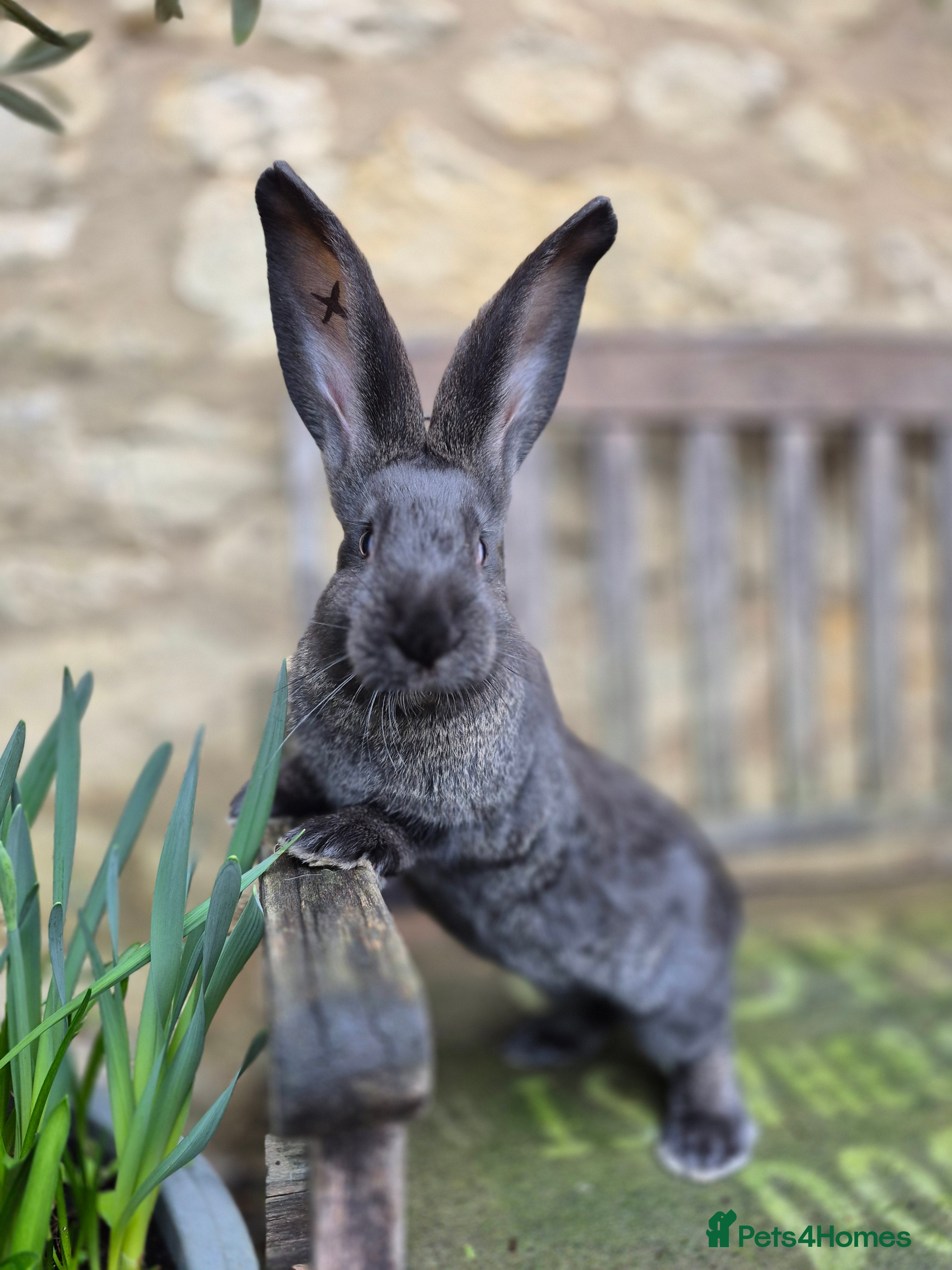 Continental Giant rabbits Pure Continental Giant Vaccinated  - Advert 13