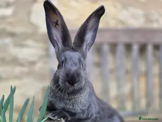 Continental Giant rabbits Pure Continental Giant Vaccinated - Advert 13