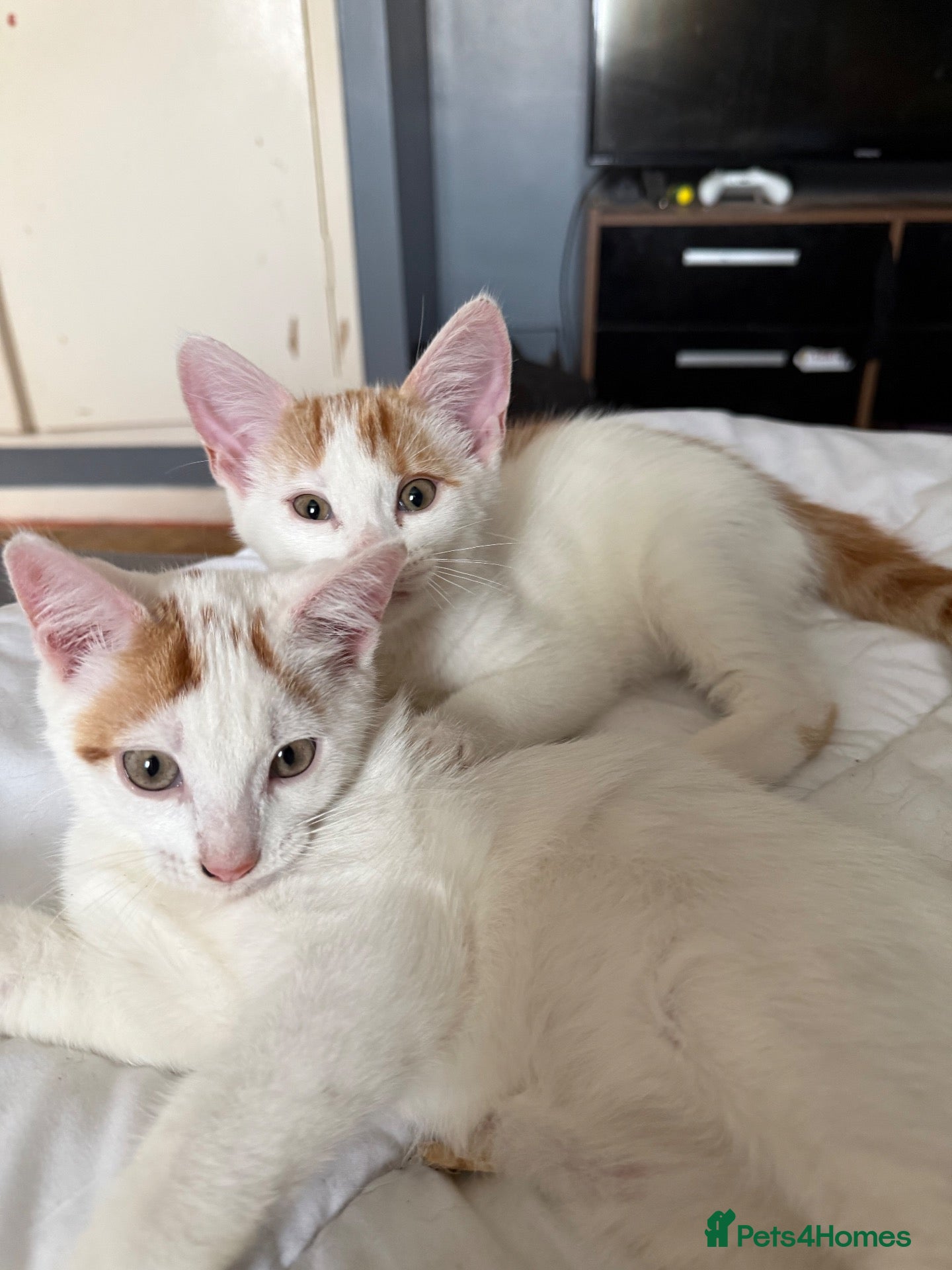 Mixed Breed cats 2 handsome kittens - Advert 15