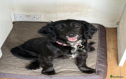 Cocker Spaniel dogs for sale: 1 year old cocker spaniel.  - Image 1