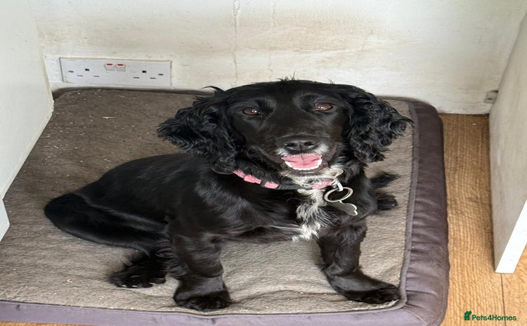 Cocker Spaniel dogs - Advert 5