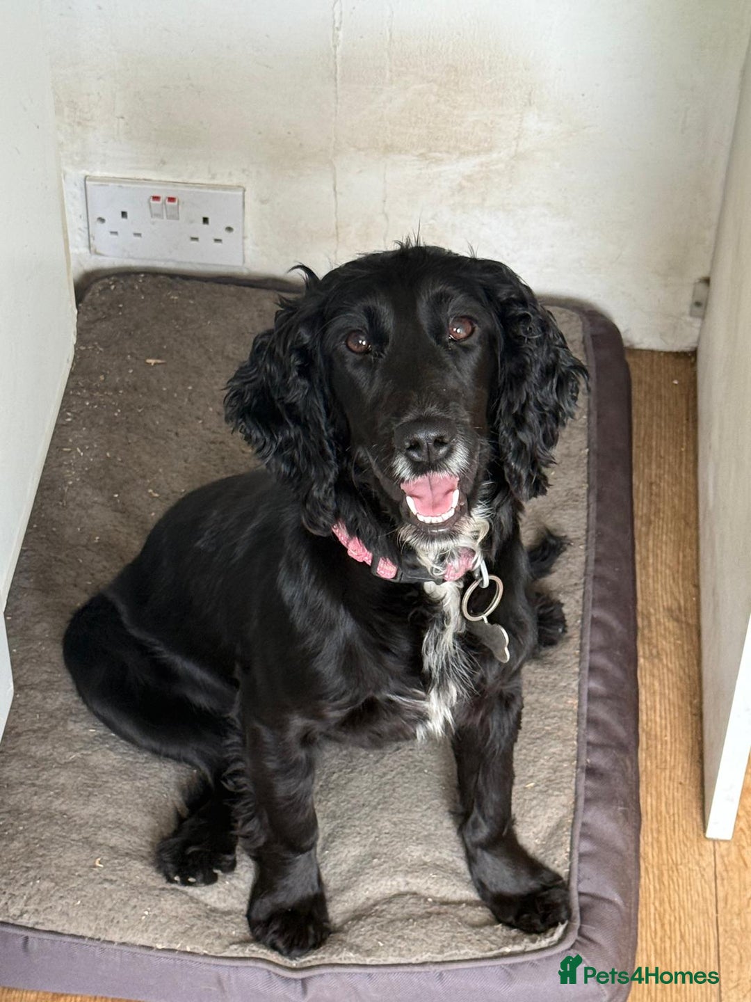 Cocker Spaniel dogs for sale: 1 year old cocker spaniel.  - Image 1