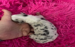 Australian Shepherd dogs for sale: Beautiful Australian Shepherd KC registration🥰 - Image 3