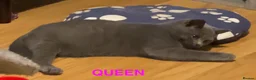British Shorthair cats for sale: Beautiful British Shorthair Kittens  - Advert 9