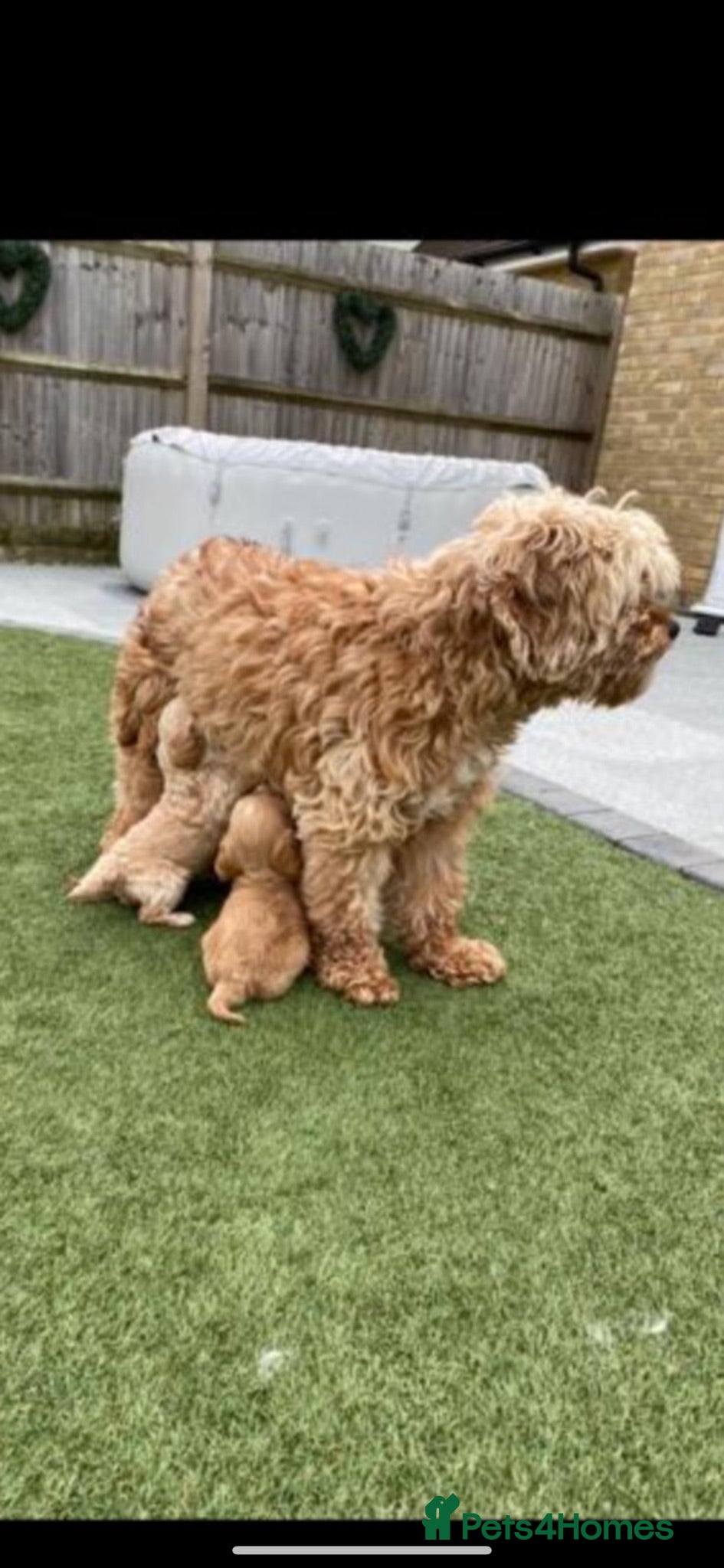 Cavapoo dogs Beautiful litter,extensively health tested parents - Advert 2
