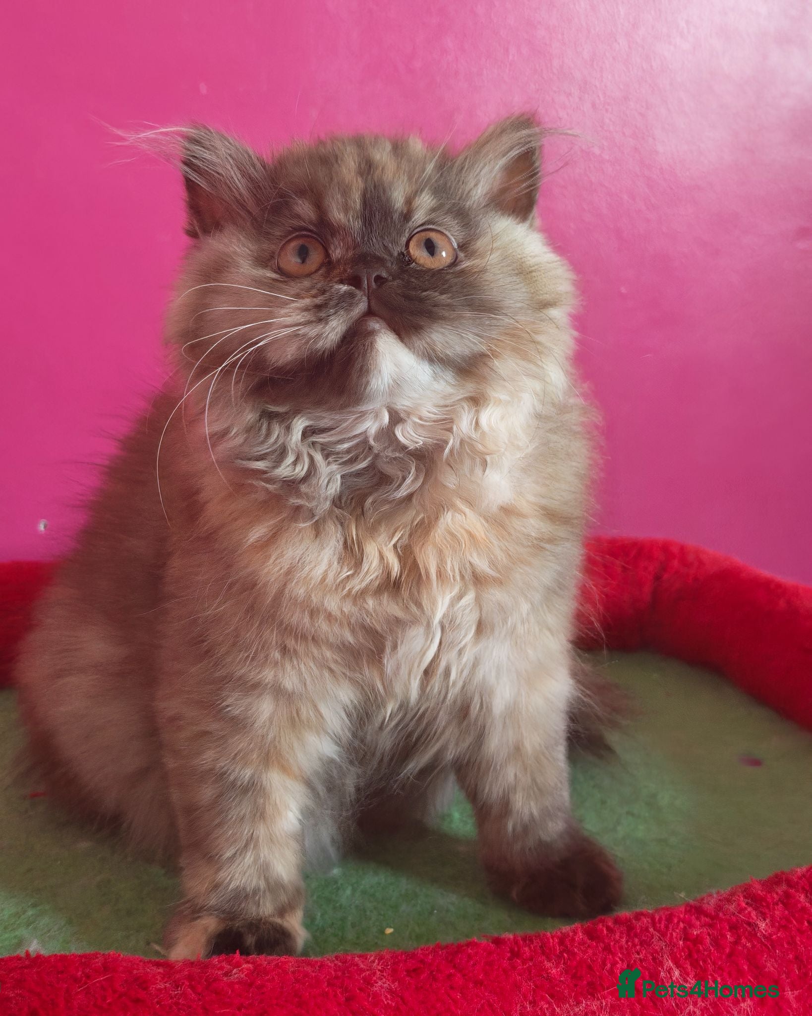 British Longhair cats British Longhair Chocolate tortie ready to leave  - Advert 8