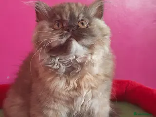 British Longhair cats British Longhair Chocolate tortie ready to leave - Advert 8