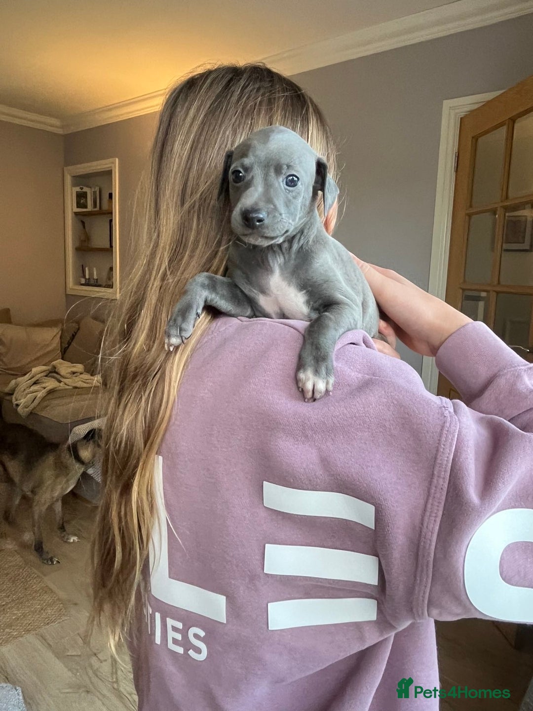 Italian Greyhound dogs for sale: 🐾kc registered Italian greyhound puppies 🐾 - Image 21