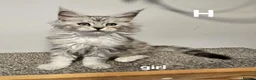 Maine Coon cats for sale: Large Maine Coon kittens regd European bloodline - Advert 3