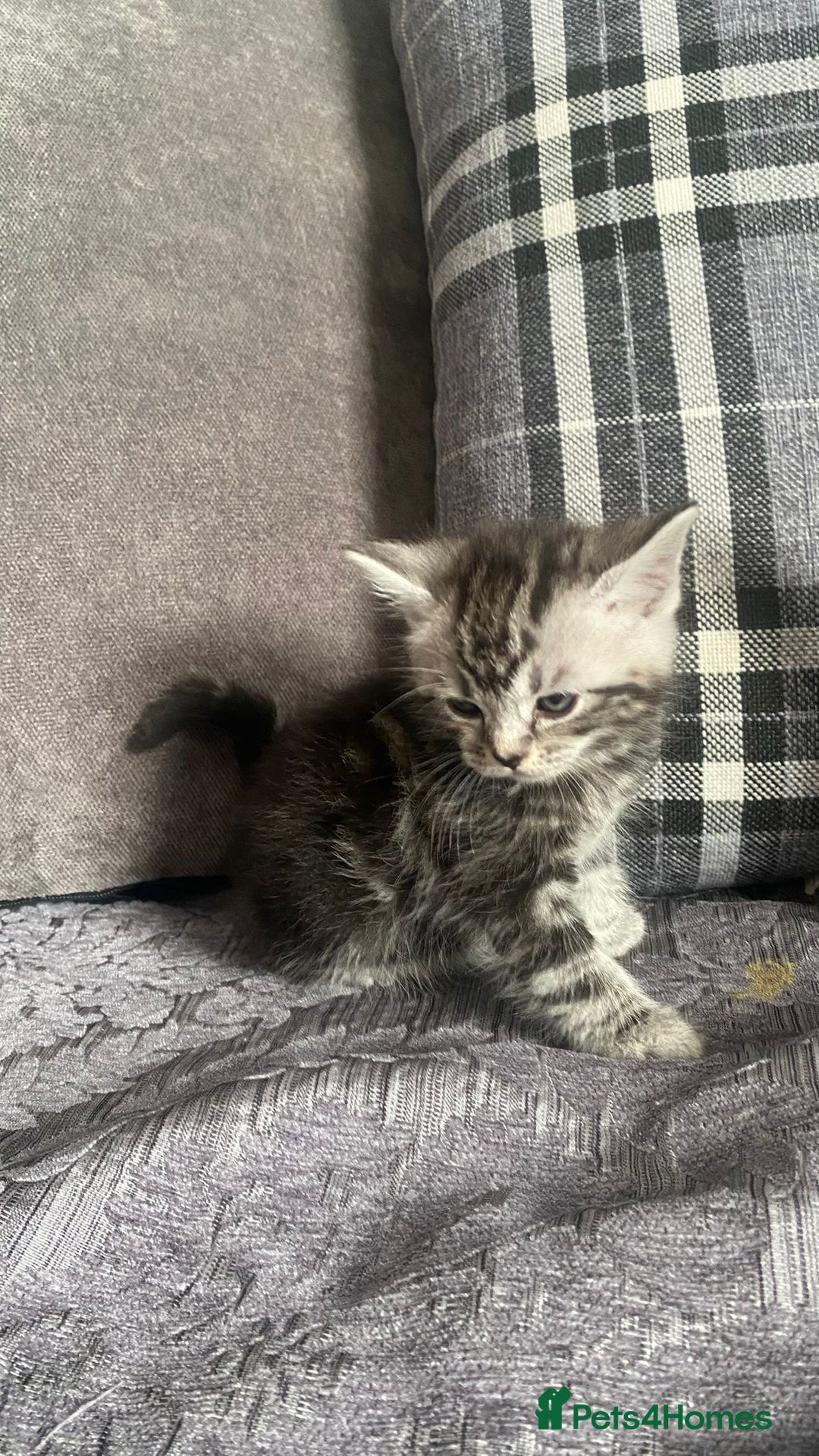 British Shorthair cats for sale:  British short hair kittens  - Image 3