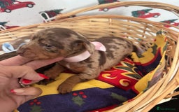 Dachshund dogs for sale: Dachshund  - Advert 16