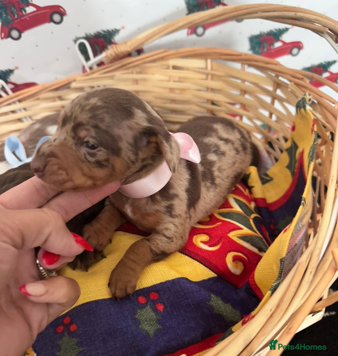 Dachshund dogs for sale: Dachshund  - Advert 16