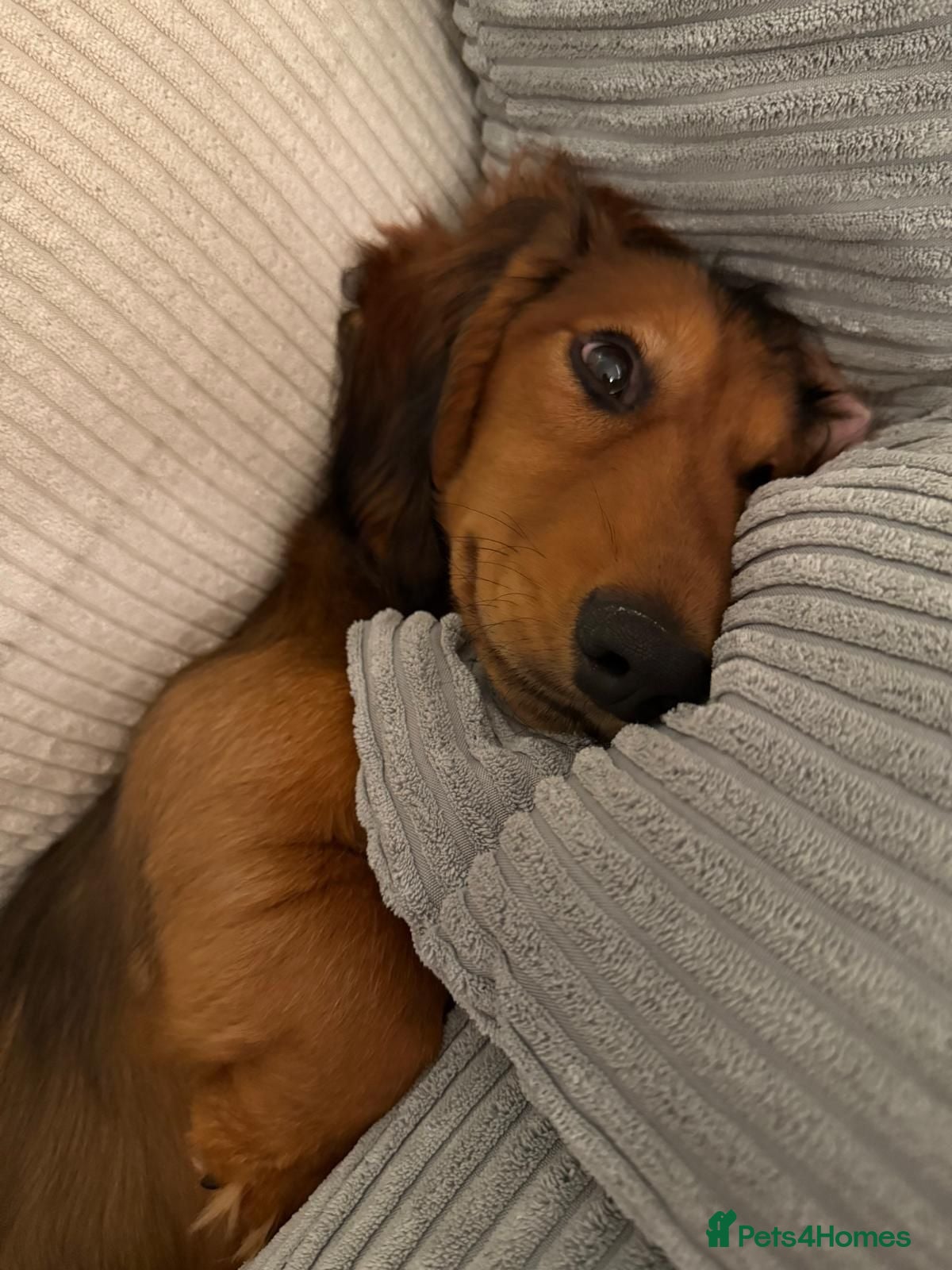 Dachshund dogs The Sweetest, Best Behaved Little Dachshund - Advert 1