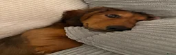 Dachshund dogs for sale: The Sweetest, Best Behaved Little Dachshund - Advert 1
