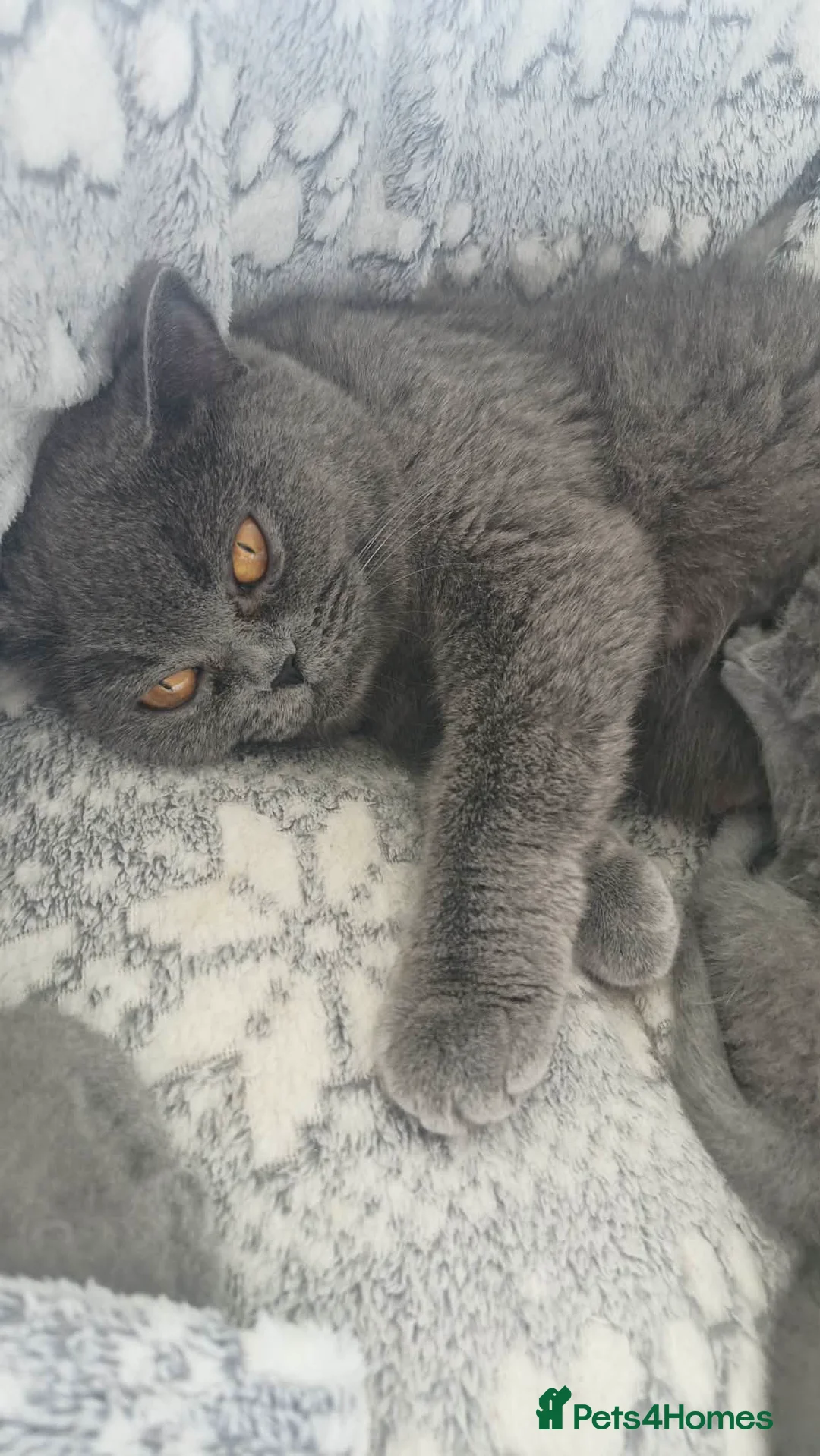 British Shorthair cats for sale: British shorthair kitten - Advert 5