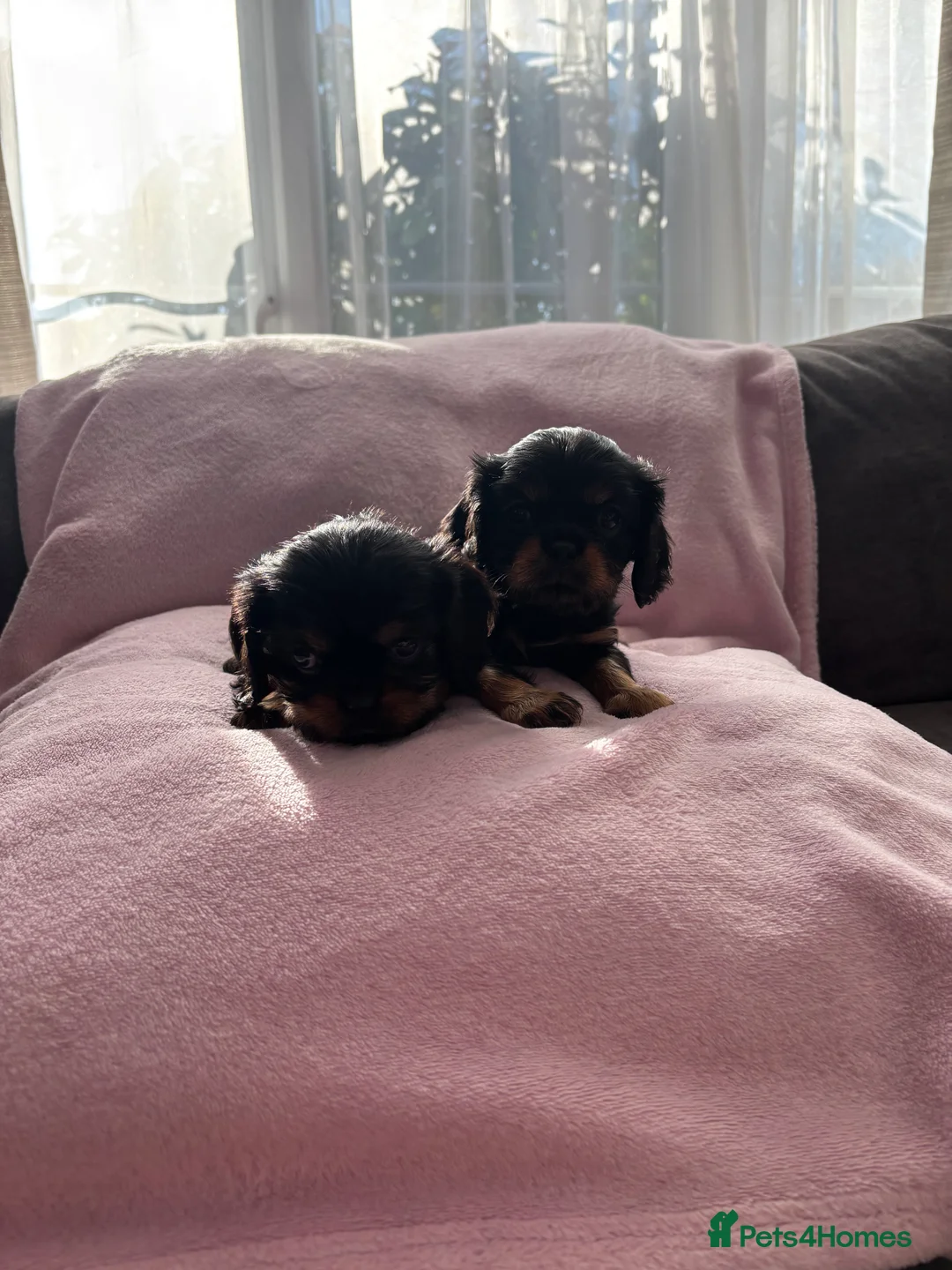 Cavalier King Charles Spaniel dogs for sale: Gorgeous KC Puppies Available  - Advert 22