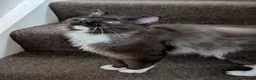 Ragdoll cats for sale: Gorgeous Tuxedo Smoke Ragdoll Cross Boy - Advert 11