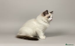 Ragdoll cats for sale: GCCF Champion Line ragdolls kitten  - Advert 6