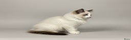 Ragdoll cats for sale: Last GCCF Champion Line ragdolls kitten  - Advert 6